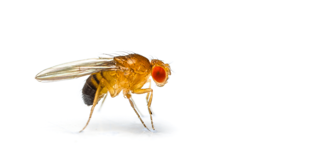 Fruit Flies Out