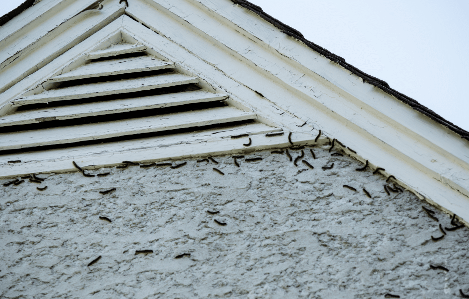 Attic Pest Removal