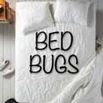 Bed Bugs on Spring Break