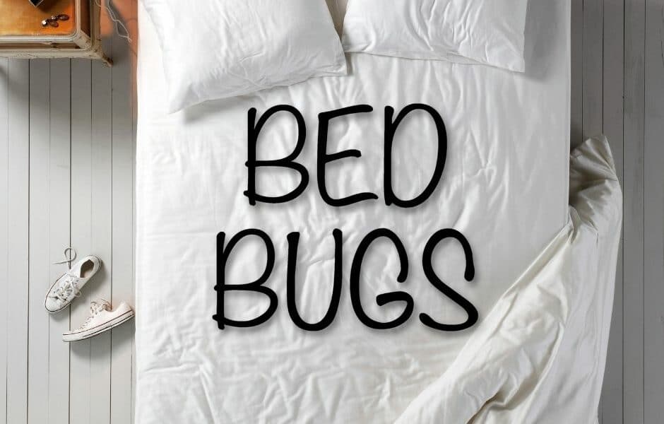 Bed Bugs on Spring Break