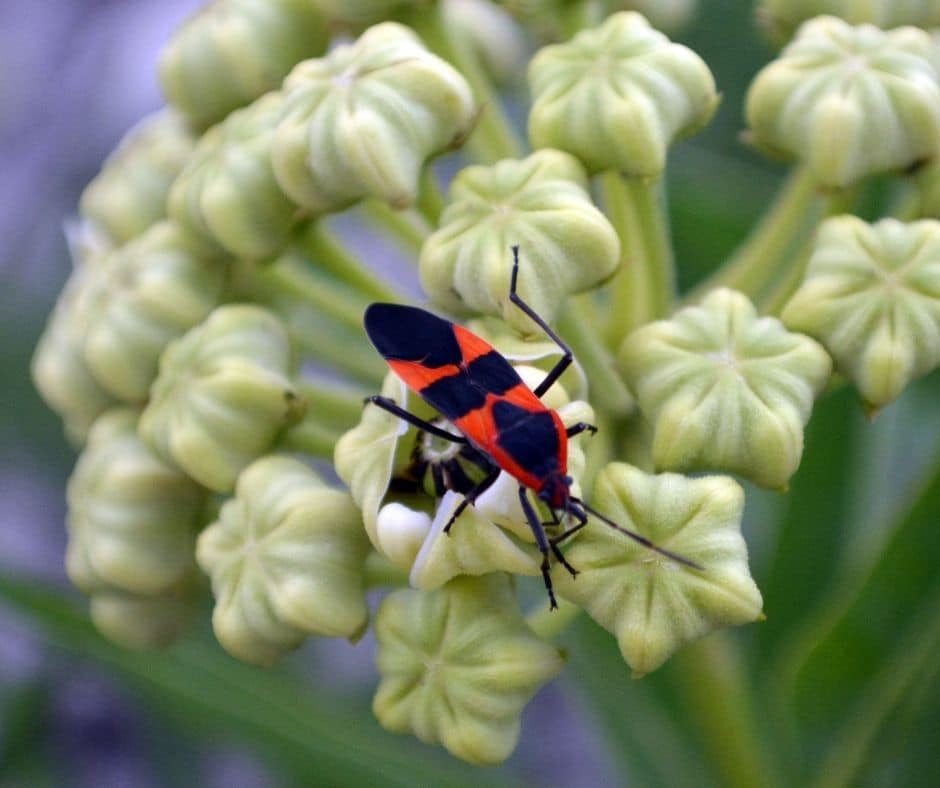 A boxelder bug on a plant