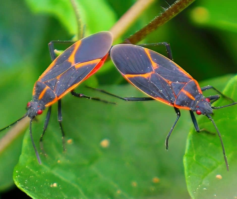Boxelder bugs on a leaf