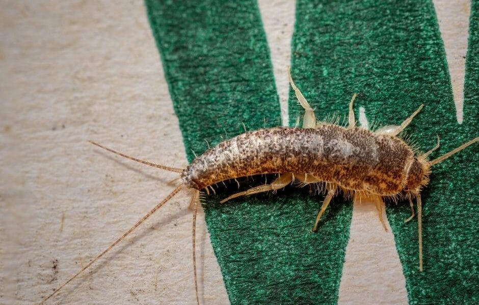 Silverfish image